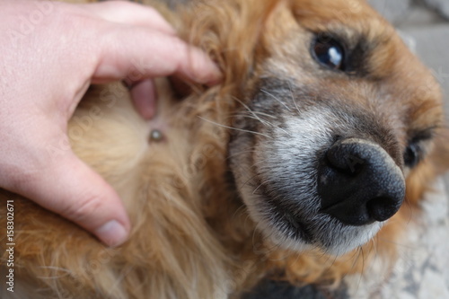 Help clean ticks from dogs.