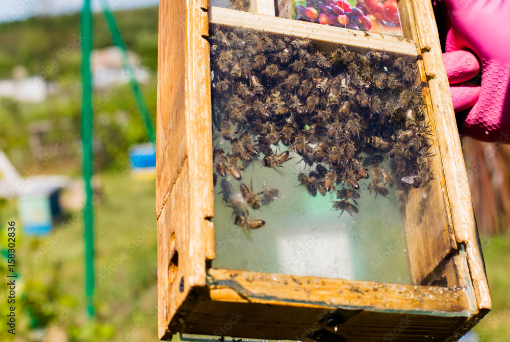Beekeeper holding a small Nucleus with a young queen bee. Breeding of queen bees. Beeholes with