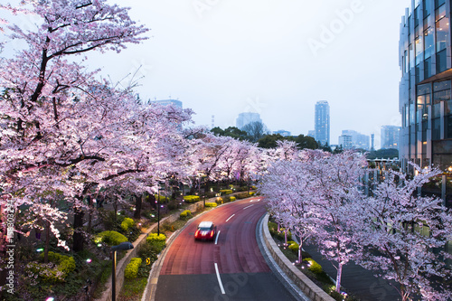 cherry blossoms  photo