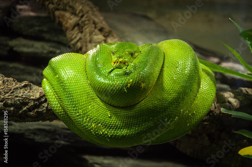 a coiled green snake