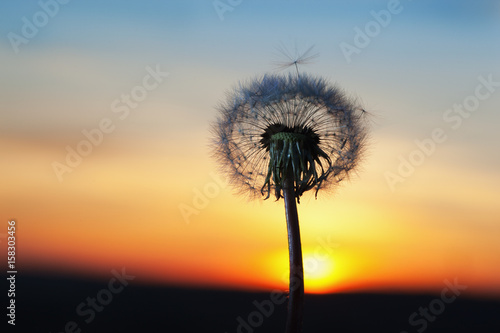 white Dandelion in the sky with the sun