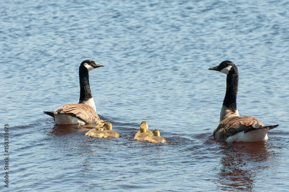 Obraz premium A family of Canada geese swimming