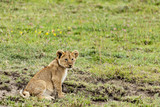 Sitting Lion Cub