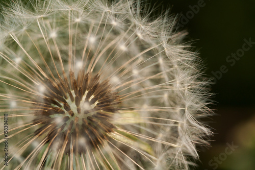 Faded spherical white blowball flower with seeds and umbrellas