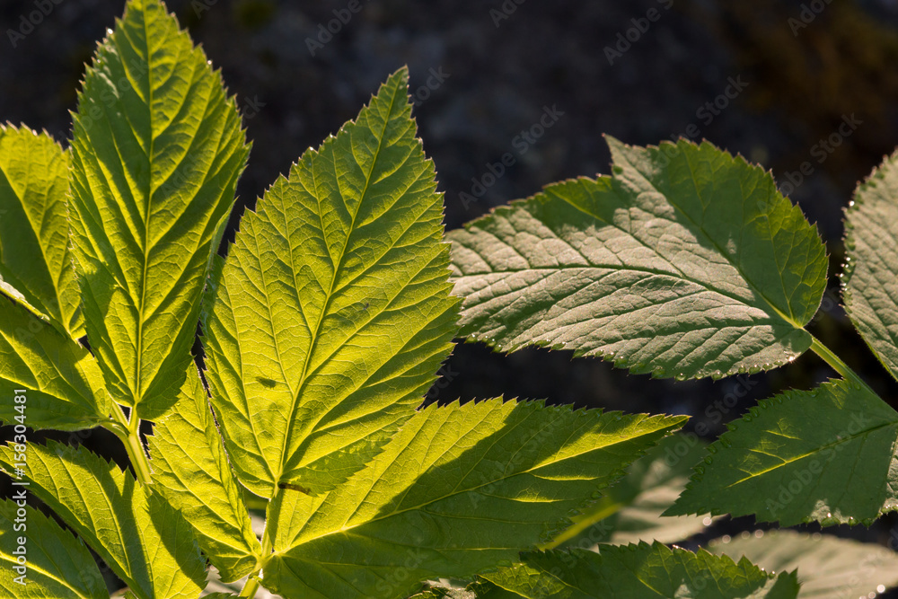 Ground elder (Aegopodium podagraria) leaves Ground elder (Aegopodium podagraria) leaves