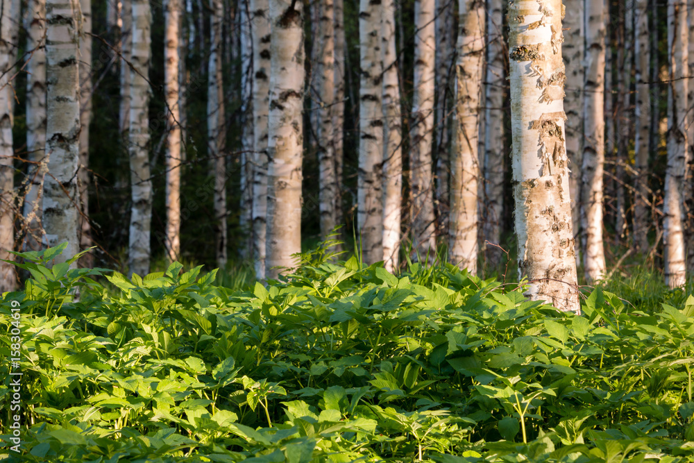 Dense ground elder vegetation in birch forest Dense ground elder vegetation in birch forest