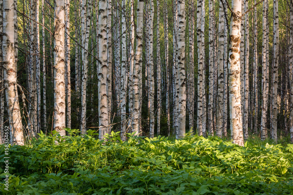Dense ground elder vegetation in birch forest Dense ground elder vegetation in birch forest