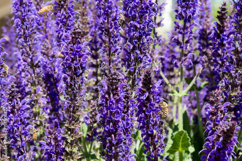 Dense  purple Lupine flowers with bees collecting pollen