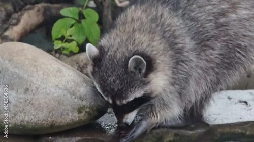 Raccoon poloskun gnaws nuts