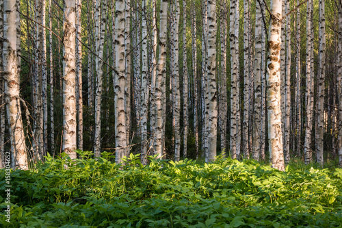 Fototapeta Naklejka Na Ścianę i Meble -  Dense ground elder vegetation in birch forest