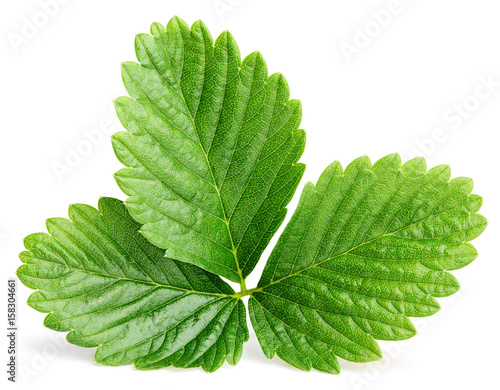 Canvastavla Single green strawberry leaf isolated on white background with clipping path