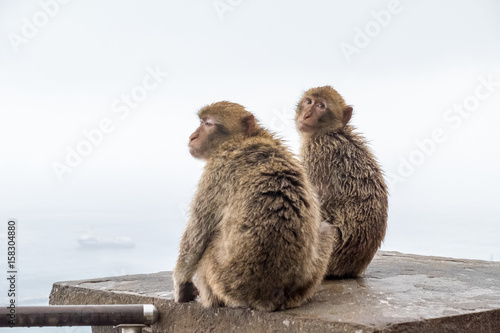 Monkeys in Gibraltar © Brianna