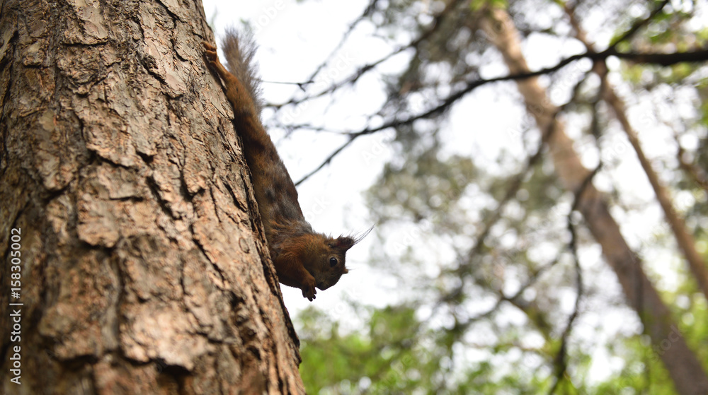 Reddish-brown furry squirrel feeding. Tree squirrel eating nuts. Small rodent with its food. Slight motion blur. Reddish-brown furry squirrel feeding. Tree squirrel eating nuts. Small rodent with its food. Slight motion blur.