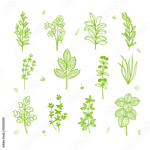 Handmade drawing set of herbs elements