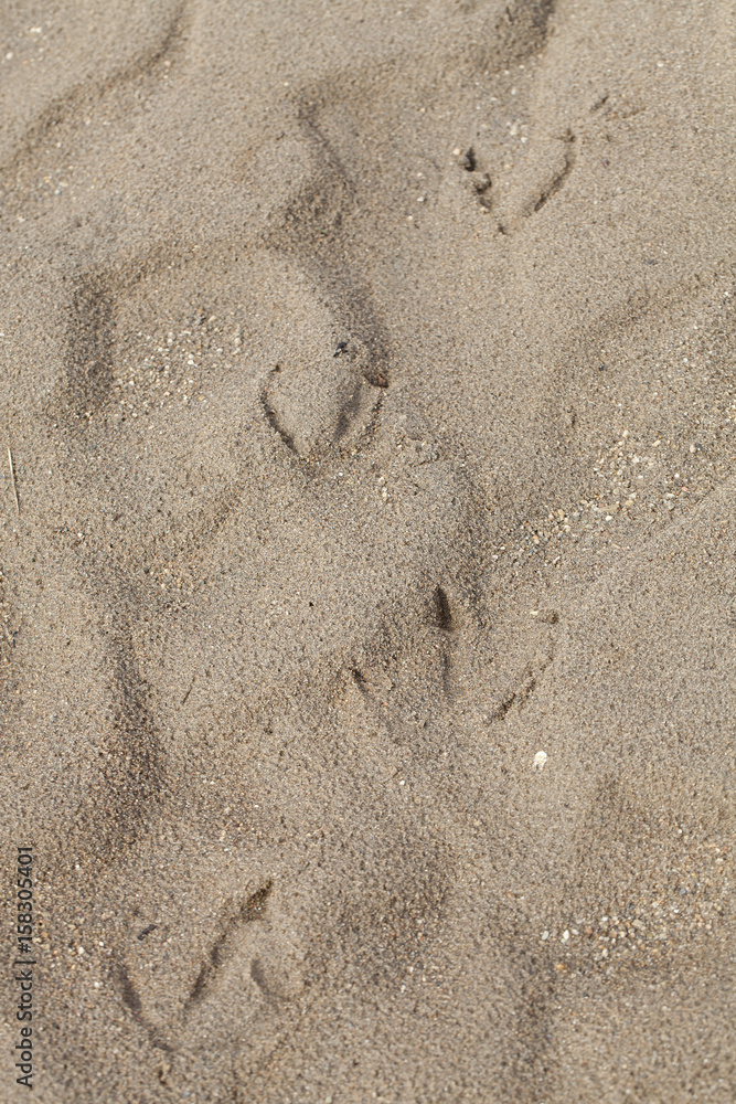 Goose prints in the sand. Web-footed prints. Goose prints in the sand. Web-footed prints.