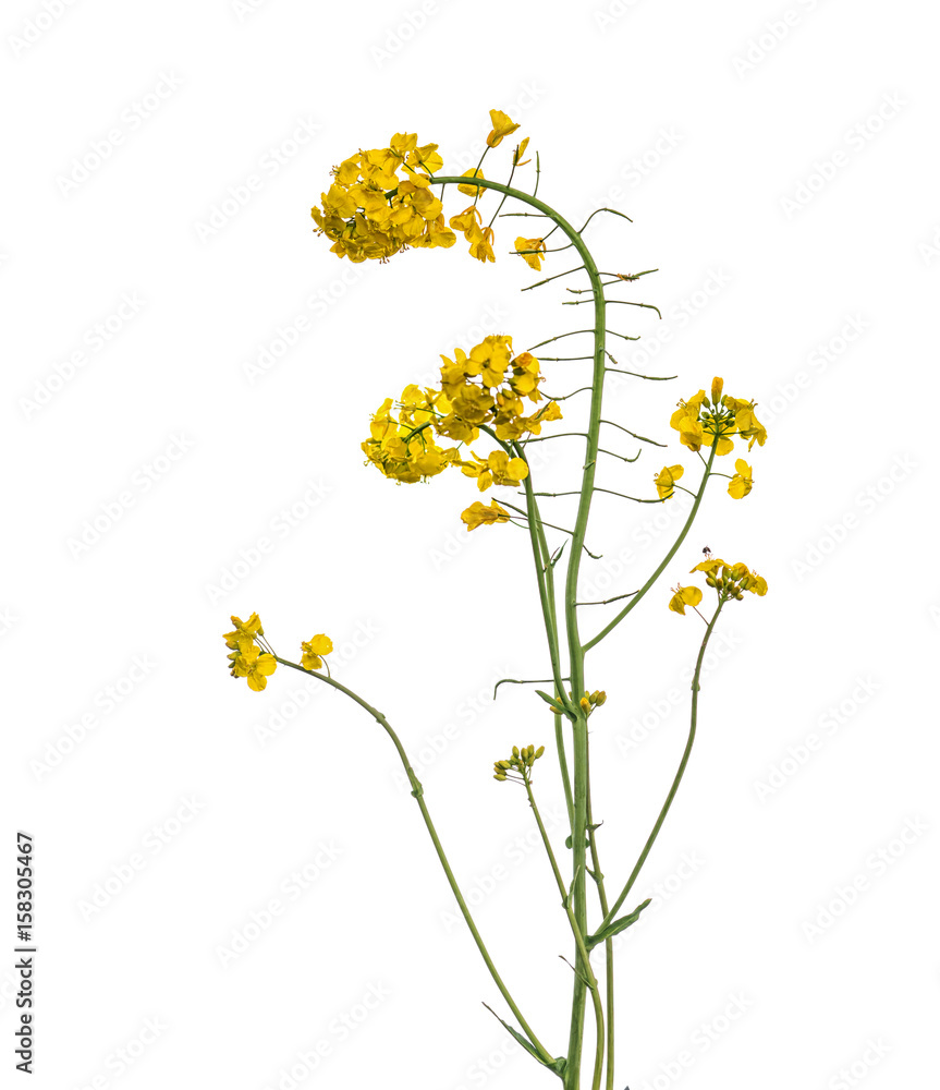 Rapeseed flower branch isolated on white