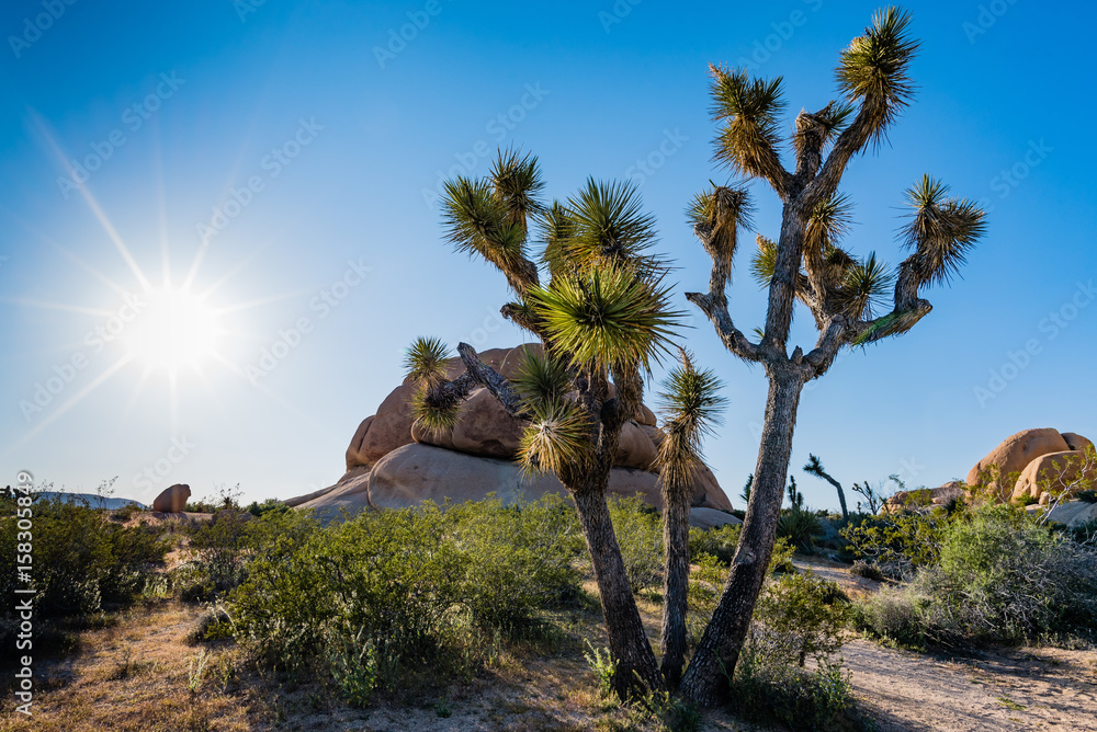 Φωτογραφία Boulder formations and Joshua Trees at Joshua Tree National Park in the California desert
