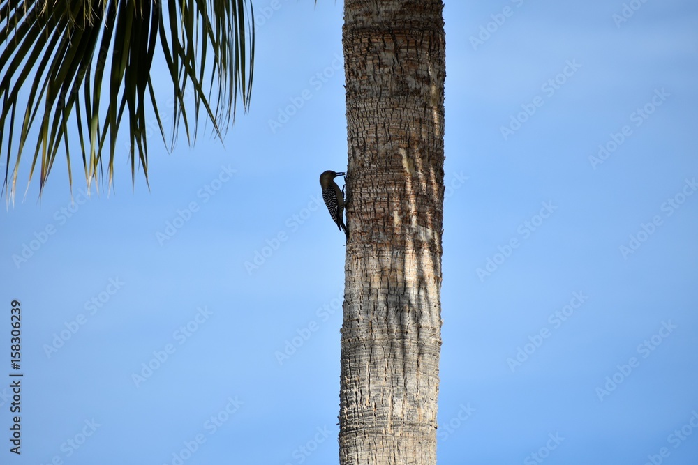 Fototapeta premium Arizona Woodpecker