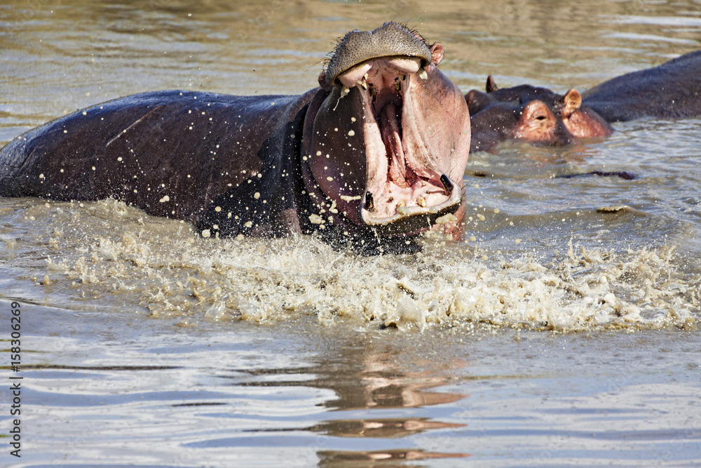 Fototapeta premium Hippo Wide Open