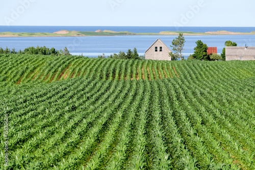 Photos a field of potatos plants against water backdrop