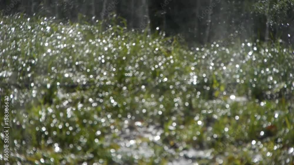 Grass water spray in woods,sunshine rain on lawn backdrop,droplets background. Grass water spray in woods,sunshine rain on lawn backdrop,droplets background.