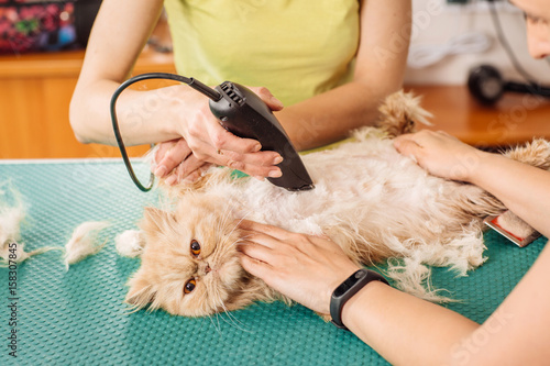 Grooming cat with tool for shedding hair. photo