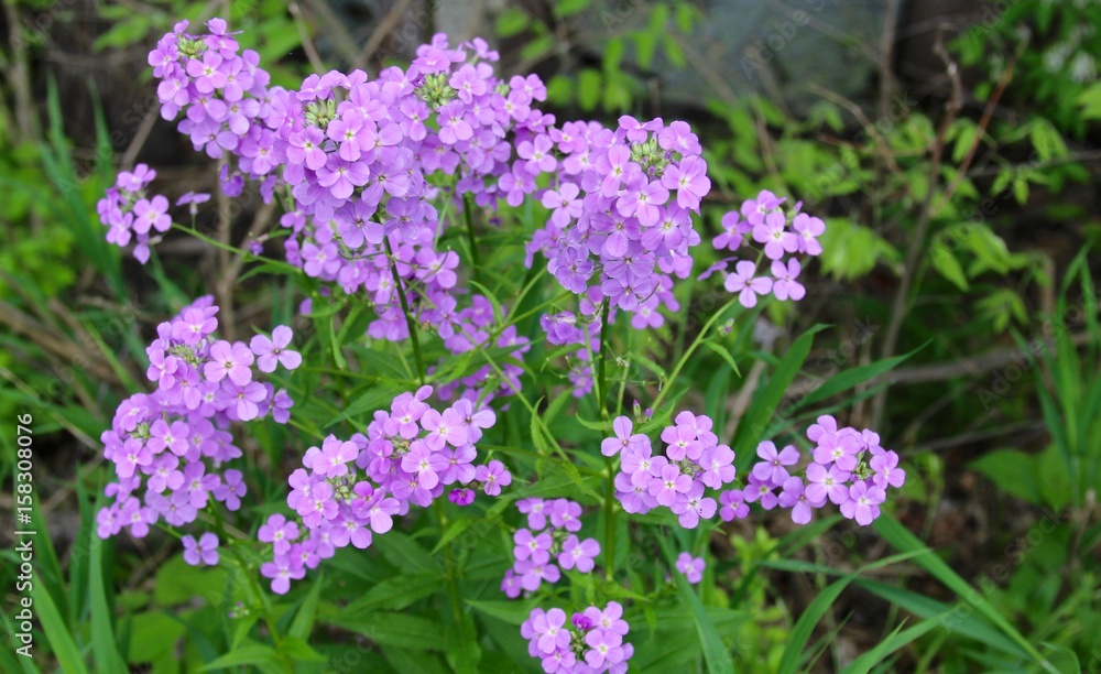 The purple wildflowers on a close up view. The purple wildflowers on a close up view.