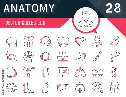 Set Vector Flat Line Icons Anatomy