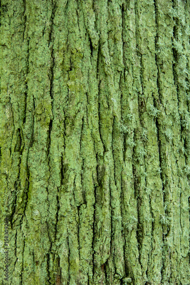linden bark very old, latvia linden bark very old, latvia