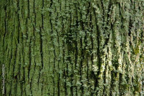 linden bark very old  latvia