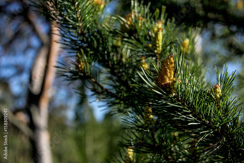 pine tree buds  cone