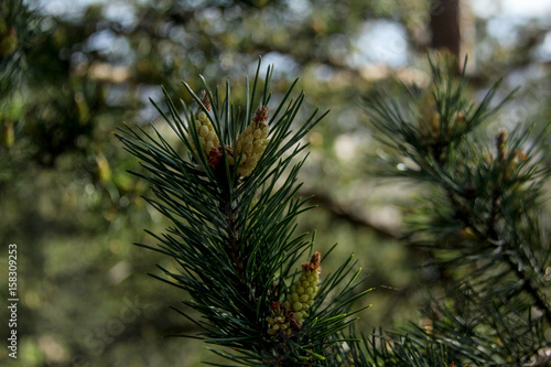 pine tree buds  cone