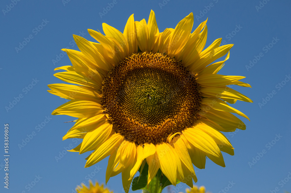 Helianthus . Sunflower against the sky Helianthus . Sunflower against the sky