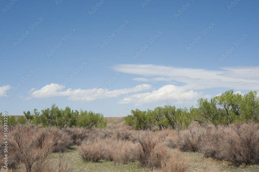 Field and Sky Field and Sky