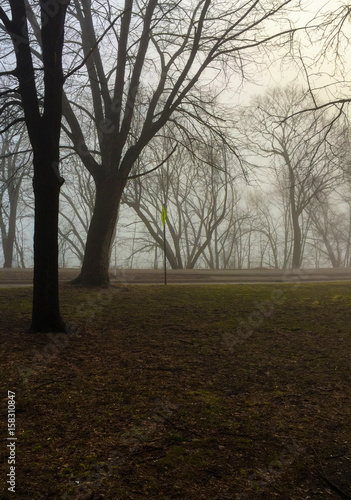Heavy fog blocks the view of the lake through the trees.