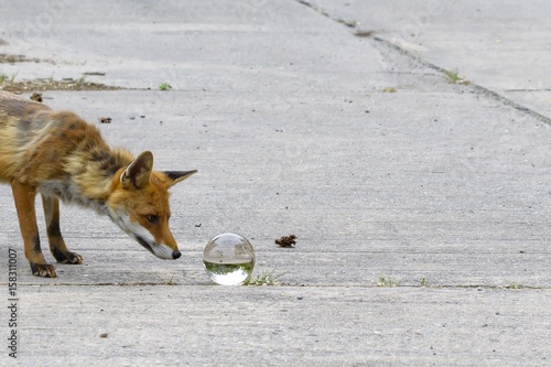 Schlauer Fuchs schaut in die Kristallkugel . Was sieht er wohl ?  photo