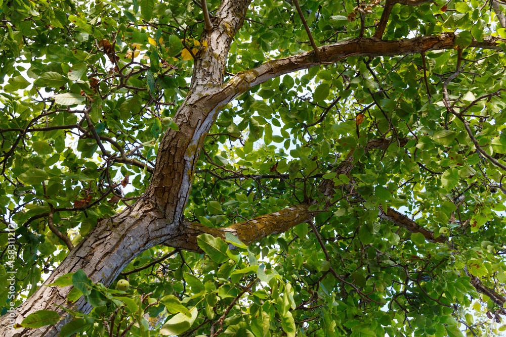Fototapeta premium The trunk of a walnut.