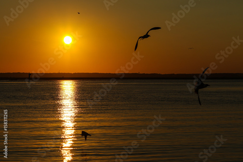 seagull in sunset