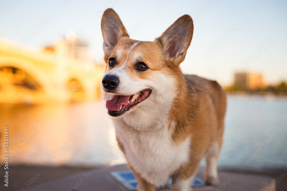 Welsh Corgi dog Welsh Corgi dog