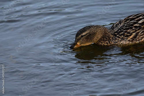 Young female mallard duck on a calm still lake on a summer's evening © Anders93