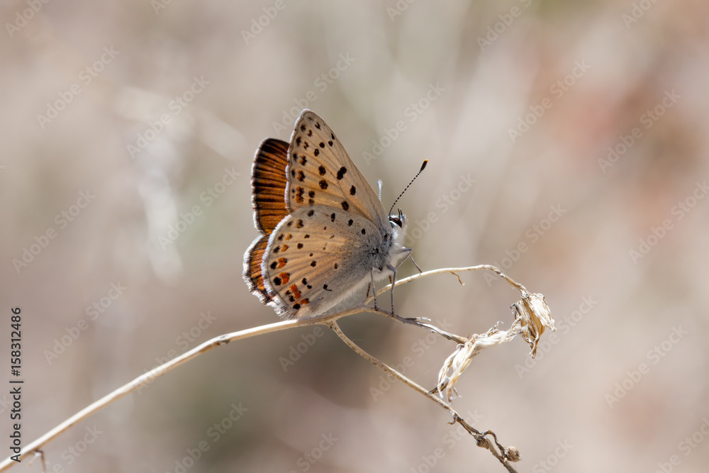 Obraz premium Gorgon Copper (Lycaena gorgon)