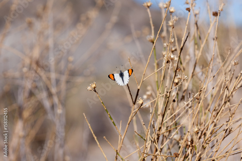 Sara Orangetip (Anthocharis s. sara)