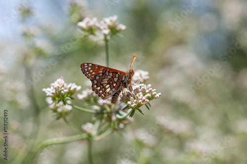 Fotografía Chalcedon Checkerspot (Euphydryas c