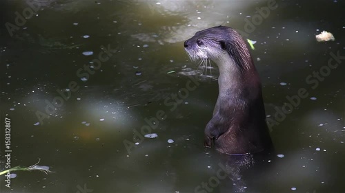 otter eat small fish in pond