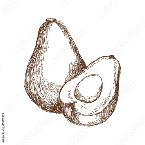 hand drawn avocado and sliced piece tropical fruit engraved style vector illustration
