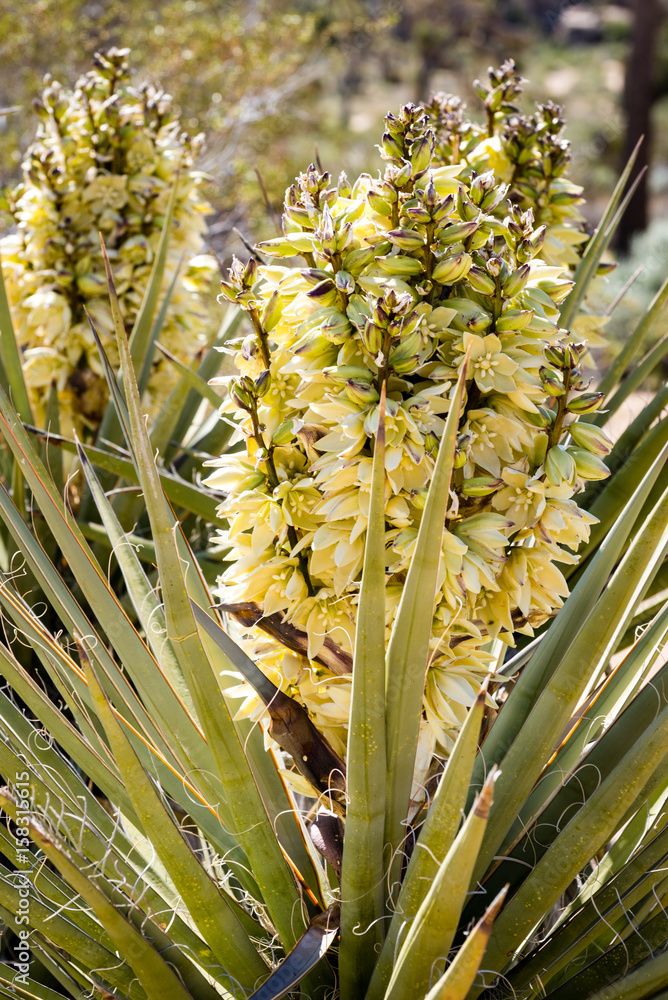 Obraz premium Blooming yucca plant in the mojave desert.