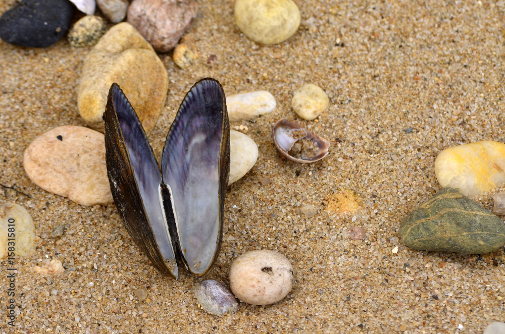Fotografie Open mussel shell on sandy coastal beach