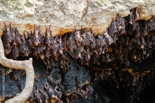 Fruits bats hanging on rocks of cave photo