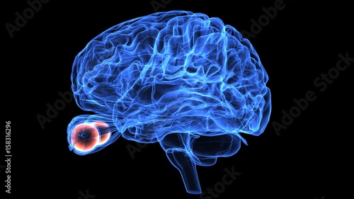 3d illustration of human body brain and eye anatomy 