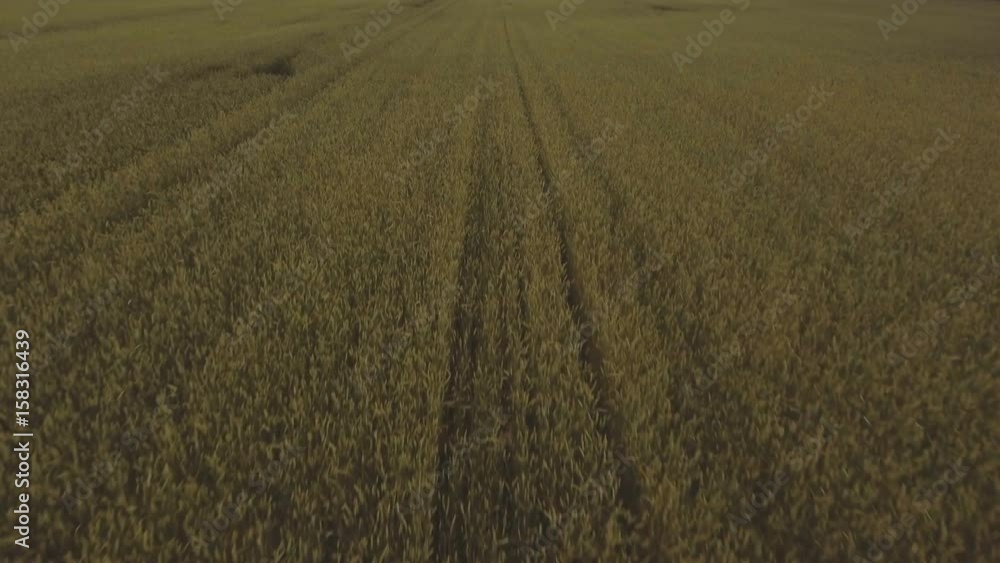 Aerial view:Flying over the green field on a background of beautiful blue sky with clouds.Barley field in sunset time.Field of rye and sunny day.Aerial:Field of Rye.4K video,ultra HD. Aerial view:Flying over the green field on a background of beautiful blue sky with clouds.Barley field in sunset time.Field of rye and sunny day.Aerial:Field of Rye.4K video,ultra HD.